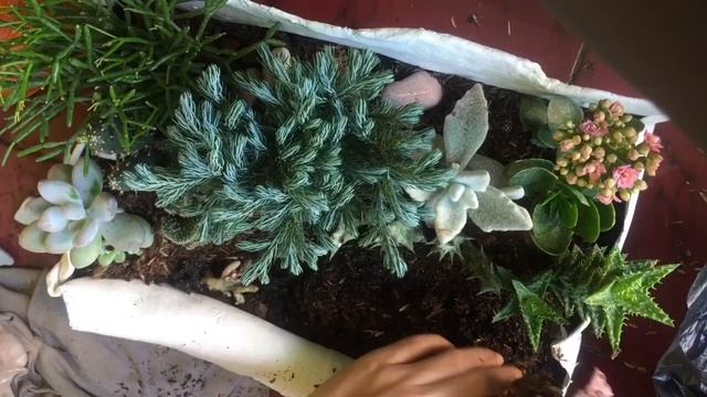 Succulents Arrangement | follow your passion 😘 смотреть онлайн