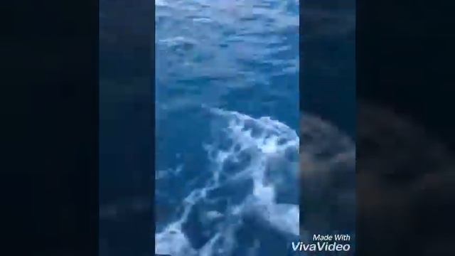 Мы едем на яхте в Ялту с Гаспры смотреть онлайн