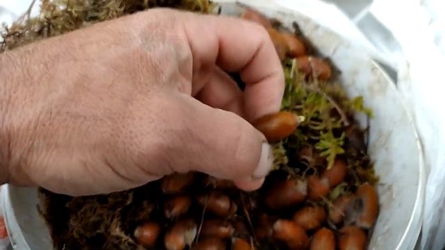 Как вырастить дуб из желудя смотреть онлайн