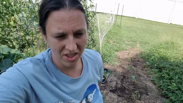 Planting More Beans, Ground Cherry Opinion, Tomato Sauce смотреть онлайн
