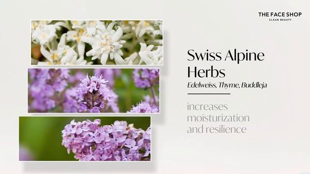 [THE FACE SHOP X JOEY LEONG] : Ingredients & Result of The Therapy Vegan Moisture Blending Cream смотреть онлайн