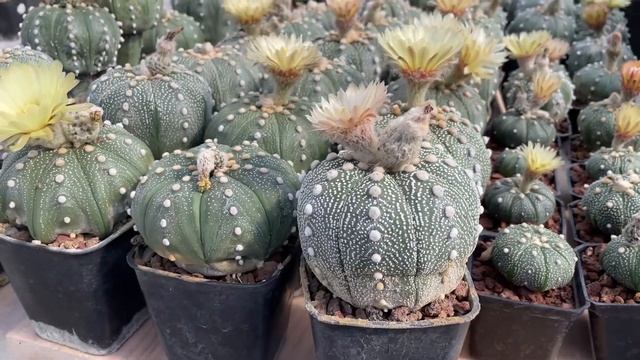 Astrophytum asterias en Vivero Cactus. смотреть онлайн