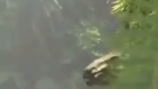 Walking with dinosaurs смотреть онлайн