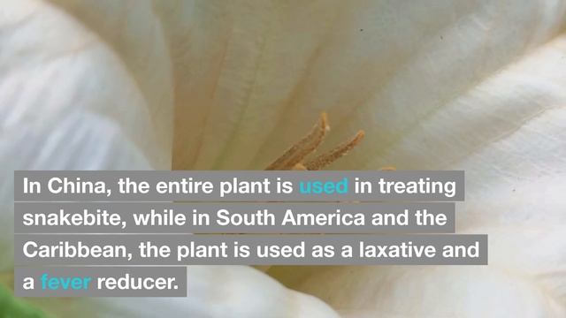 Flower Spotlight: Moonflower смотреть онлайн