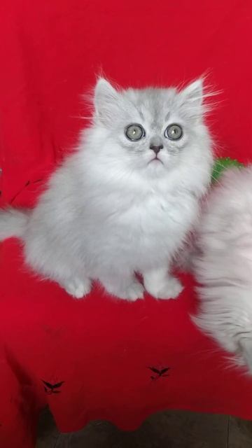 серебристая шиншилла YouTube(3) смотреть онлайн