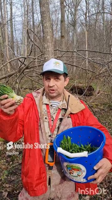 сбор, хранение травы ЧЕРЕМША‼️ Первые витамины из леса 🔥🔥🔥 #shorts смотреть онлайн