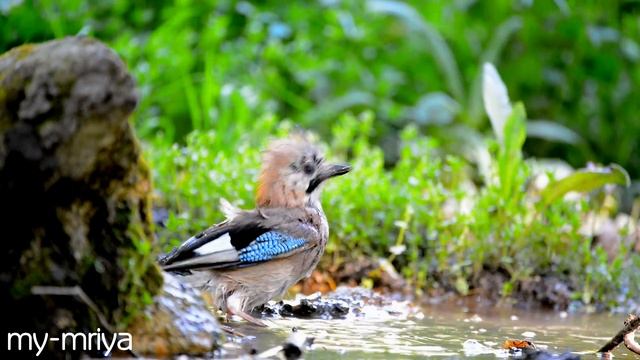 Сойка. Купание смотреть онлайн