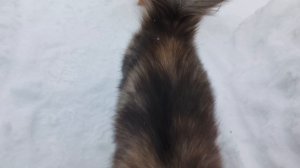 Раскололи дрова ,перевозим дровокол,проводы Масленицы в Кирове .