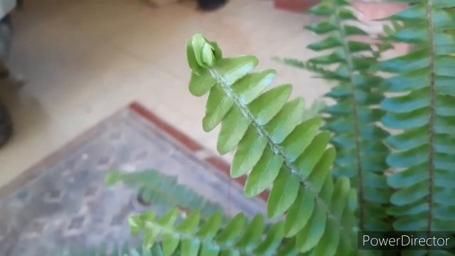 Boston Fern growing tips in Tamil best indoor plant смотреть онлайн