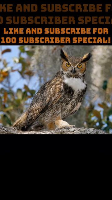 Great-Horned Owl Sounds pt.9 смотреть онлайн