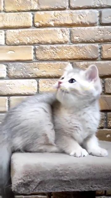 Поймала🔥 !!! - фу, эти перышки!😕😊 Британская кошечка, 2.5 мес, голубое золото (ау11) В ПРОДАЖЕ смотреть онлайн