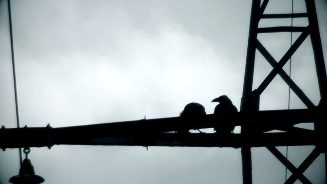 Пара чёрных воронов смотреть онлайн