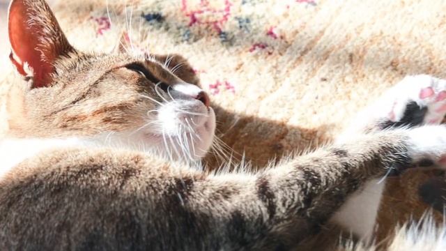 How My Cat Shows Me That She is Happy! смотреть онлайн
