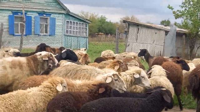 бараны с ягнятами по 13 тысяч 16 голов матки и 16 ягнят номер для связи 89281730352 смотреть онлайн