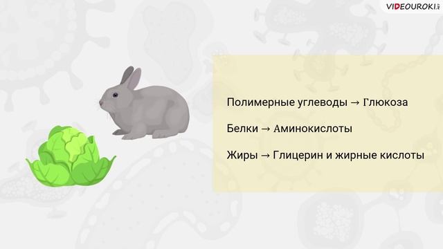 19. Обмен веществ. Энергетический обмен смотреть онлайн