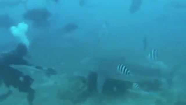 Shark Dive, Pacific Harbour - Fiji
