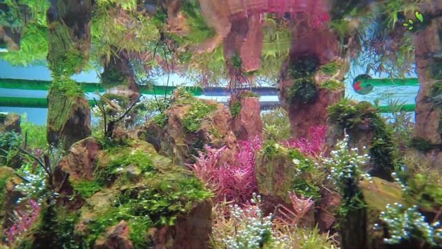 #21 Season Changes - IAPLC 2022 - World Ranking 79 - Steps progression make nature aquarium [En sub смотреть онлайн