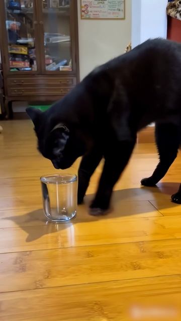 Ну вот и докапался! #cat #kitten котики #смешно #нейросеть #магия