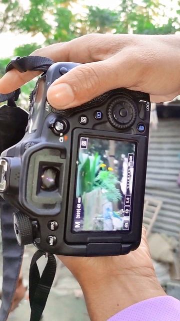 canon80d 55-250lens camera new video.#shorts #shortvideo #viral#shortsvideo смотреть онлайн