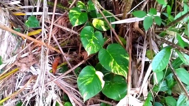 SEGERA!!! Bawa Pulang Jika Menemukan Tanaman Ini Pindahkan dan Tanam Di Dalam Ruangan смотреть онлайн