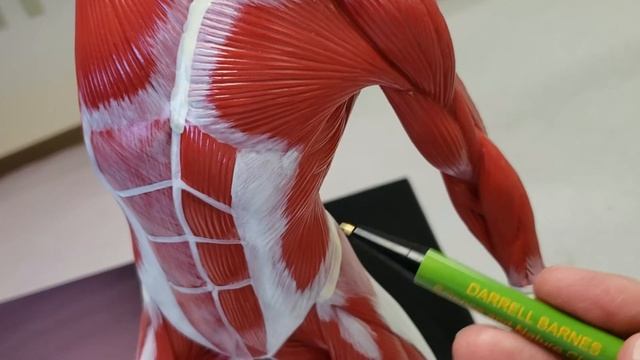Mini muscle man | chest torso смотреть онлайн