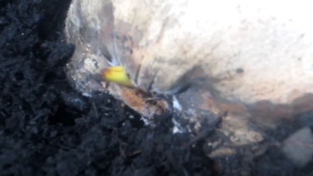 How to grow a coconut indoor смотреть онлайн