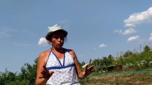 Выращивание арбузов на Урале в теплице