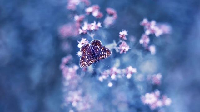 🎼. Raul Di Blasio – “Pájaro campana” смотреть онлайн