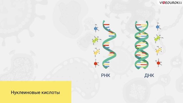 18. Основ. классы веществ, состав-щие клет. Знач. белков и ДНК смотреть онлайн
