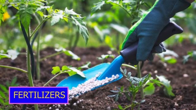 GROWING CHILLIES : How to propagate chilli peppers from seed at home🎋 смотреть онлайн