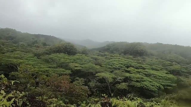 U.S. Army • Ranger Jungle School Hawaii смотреть онлайн