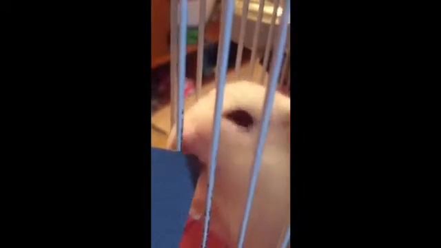 Мы хомяки и мы хомячим! смотреть онлайн