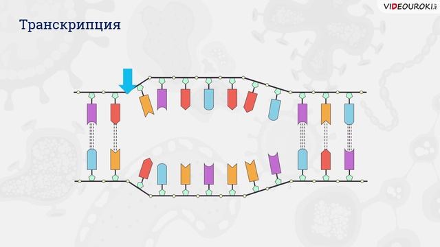 21. Матрич. реакции биосинтеза. Пластич. обмен ― биосинтез белка смотреть онлайн