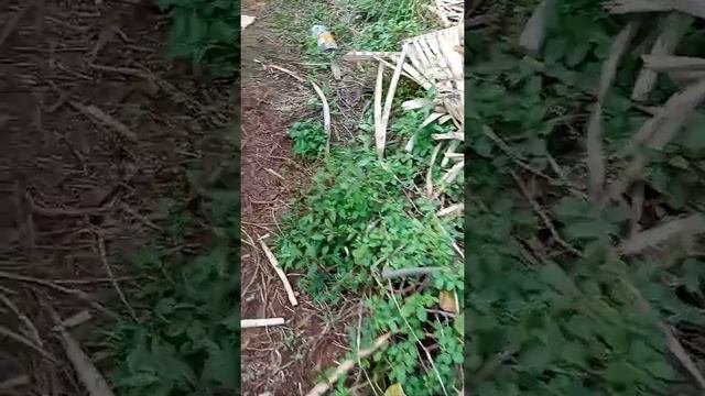 gente vem ver minha hidroponia no caroço de açaí.a custo quase zero. смотреть онлайн