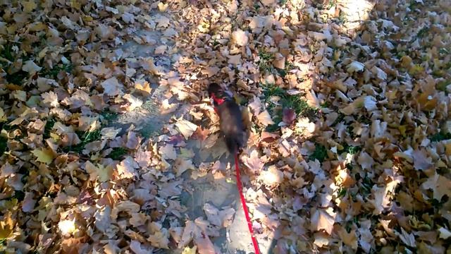 Leeloo the ferret and autumn смотреть онлайн
