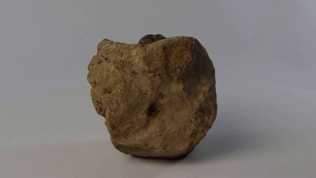 Heteromorph Ammonite Ref 2993 смотреть онлайн