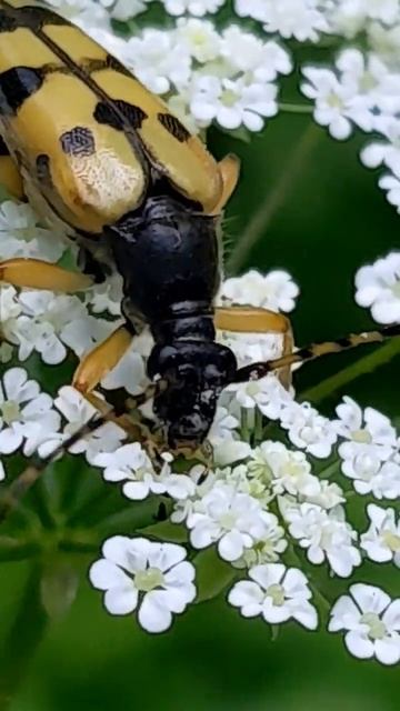 Bogenförmiger Halsbock / Schmalböcke 🐑😍 смотреть онлайн