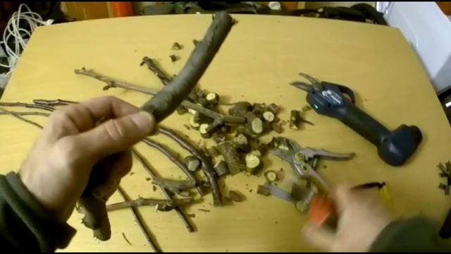 Prečo Akumulátorové nožnice Bosch Pro Pruner test, porovnanie rezu. смотреть онлайн