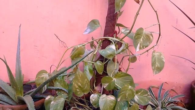 #urdu#hindi#plant#care How to care Money plant//(Epipremnum aureum)//benefits for home. part#1 смотреть онлайн