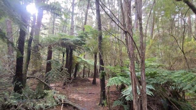 [4k] Redwood Forest, Warburton, Victoria. Walking Tour. смотреть онлайн