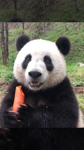 Панда ест морковь 🥕 смотреть онлайн