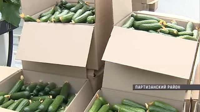 В Партизанске выращивают огурцы в высокотехнологичных теплицах смотреть онлайн
