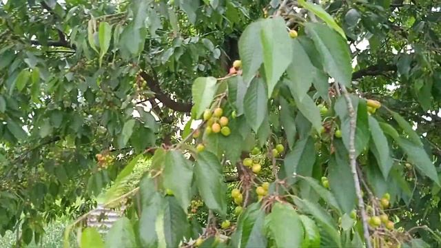 Саморобний відлякувач птахів - щурок і всіх решту смотреть онлайн