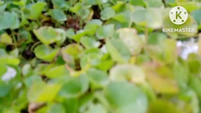 🔴Medicinal shrubs plant Centella asiatica (Gotu kola medical shrubs) grown in waste material смотреть онлайн
