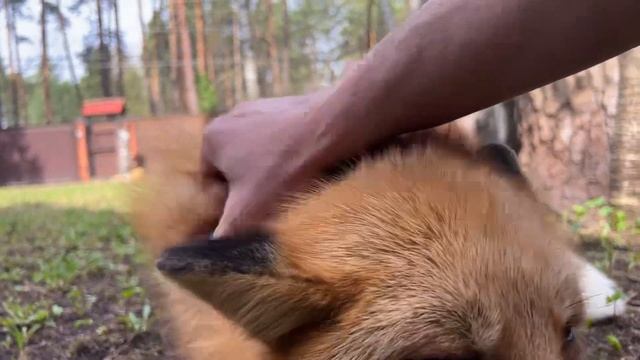 Алиса - лиса. Улыбается смотреть онлайн