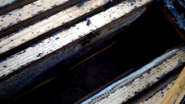 Пропали бжоли 1 ч смотреть онлайн