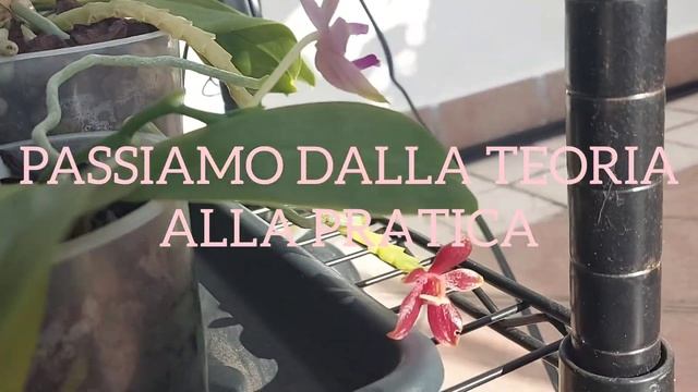 Luce e orchidee, quale luce scegliere per le nostre piante nella coltivazione in casa смотреть онлайн
