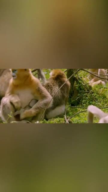 d forest golden monkey survive in China #forest #animal #baby #short смотреть онлайн