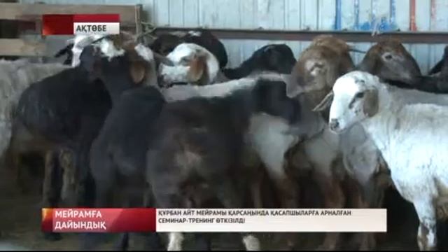 Құрбан айт мейрамы қарсаңында қасапшыларға арналған семинар-тренинг өткізілді смотреть онлайн