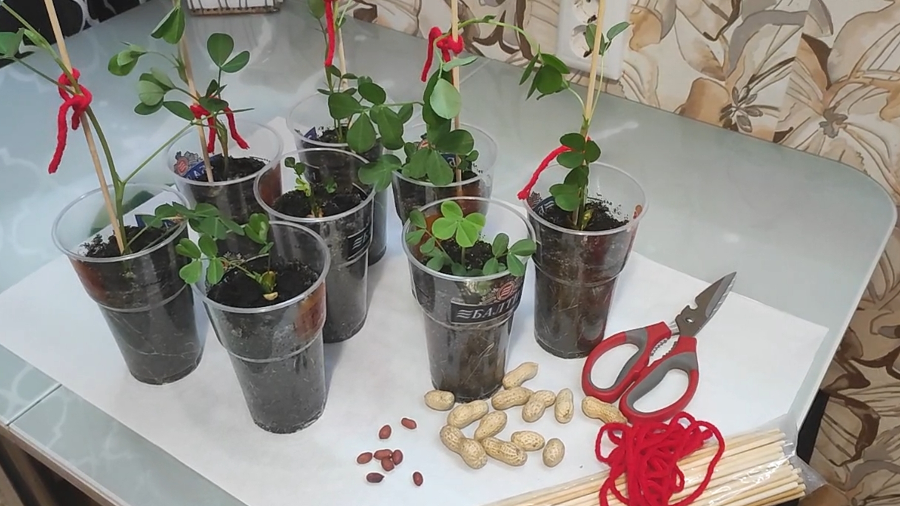 Арахис. Выращиваю рассадой. смотреть онлайн